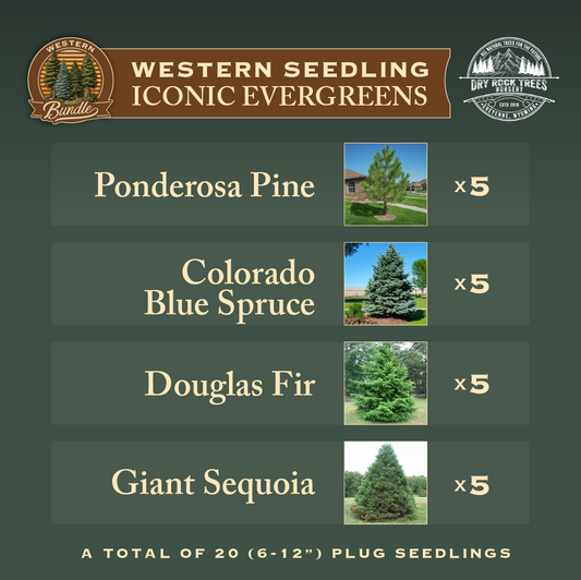 Western Seedling Iconic Evergreens Bundle image with details of what products and quantities the package includes.