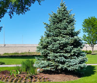 Blue Spruce Seedlings - Dry Rock Trees Nursery - Trees for sale – Dry Rock  Trees & Nursery