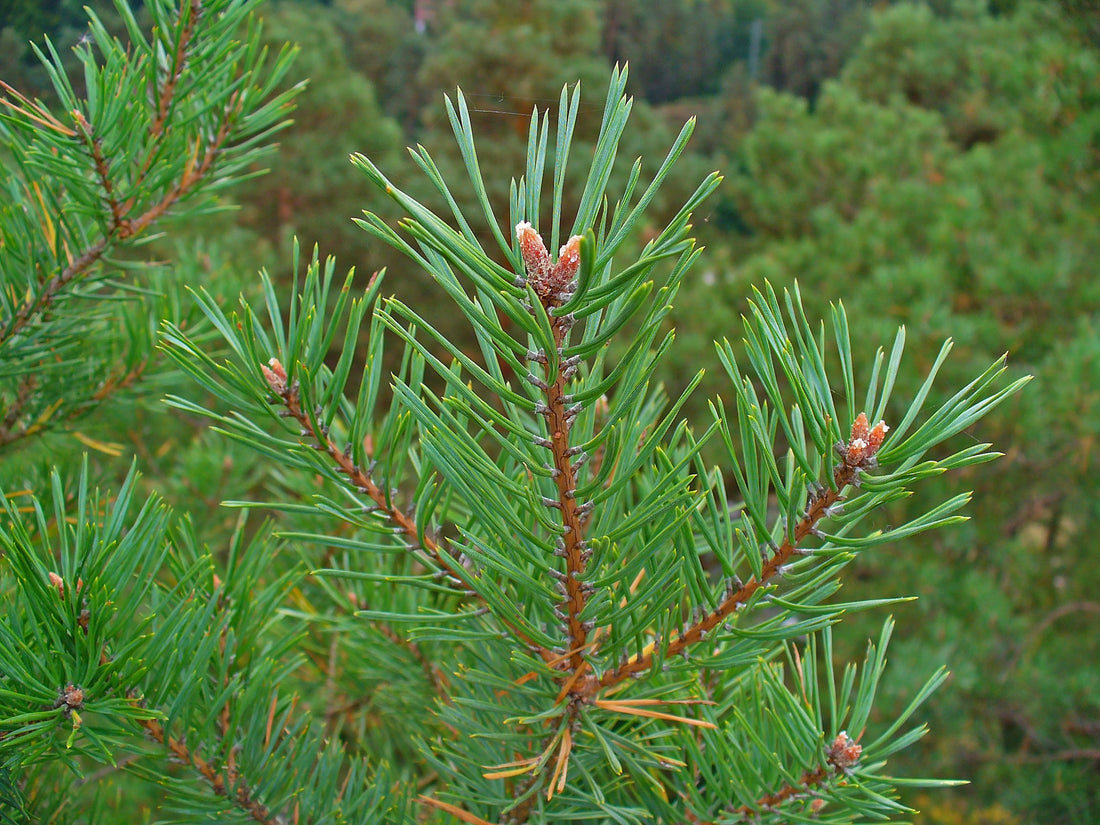 Scotch Pine - Pinus Sylvestris | Evergreen Seedlings – Dry Rock Trees ...