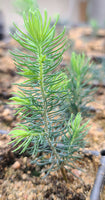 Black Hills Spruce - Seedlings