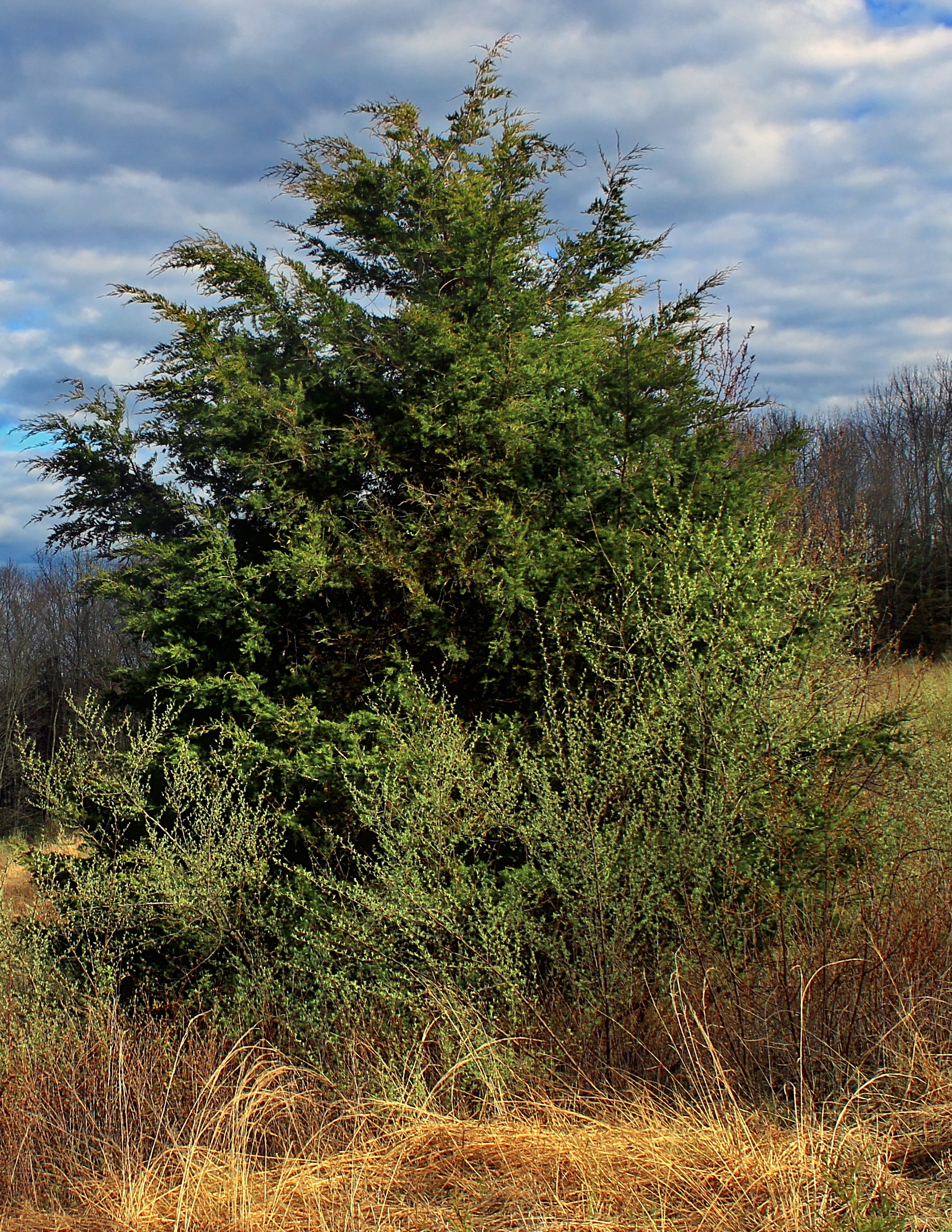 Eastern Red Cedar - Juniperus virginiana L. – Dry Rock Trees Nursery