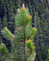 Ponderosa Pine Seedlings - Rocky Mountain