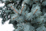 Colorado Blue Spruce - Seedlings and Potted trees