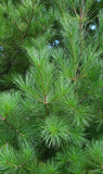 Eastern White Pine Seedlings